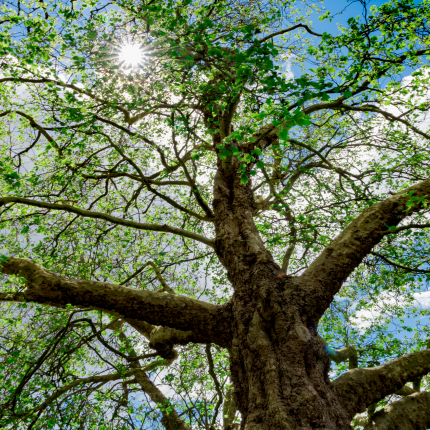 Smart Tree