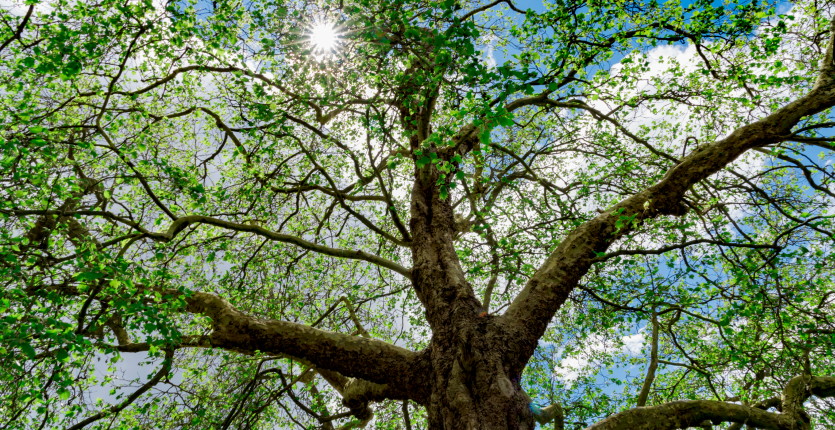 Smart Tree