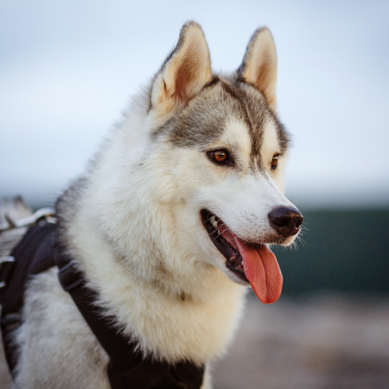 Société Centrale Canine
