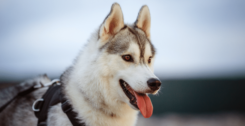 Société Centrale Canine
